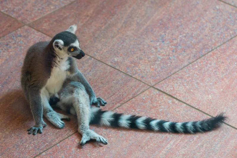 Кольцехвостый лемур сидит на плитке