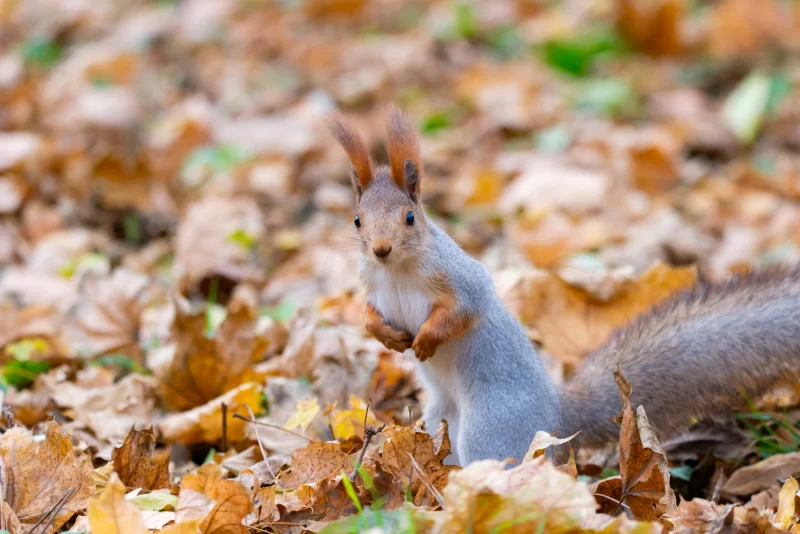 Рыжая белка среди осенних листьев