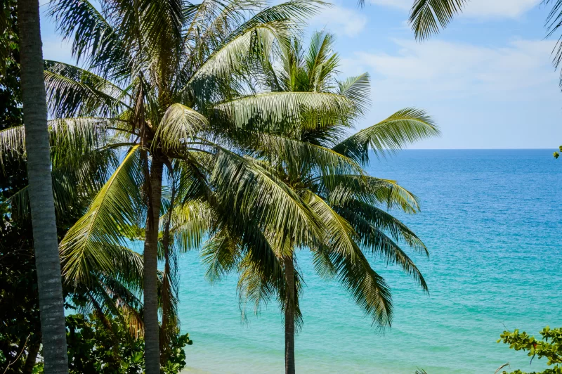 Пальма на пляже