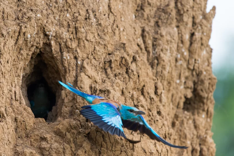 Vibrant roller bird exiting nest in sandy cliff