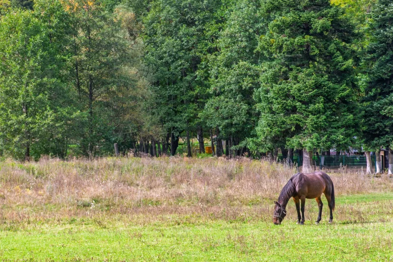 Brown horse grazing in a green field near forest