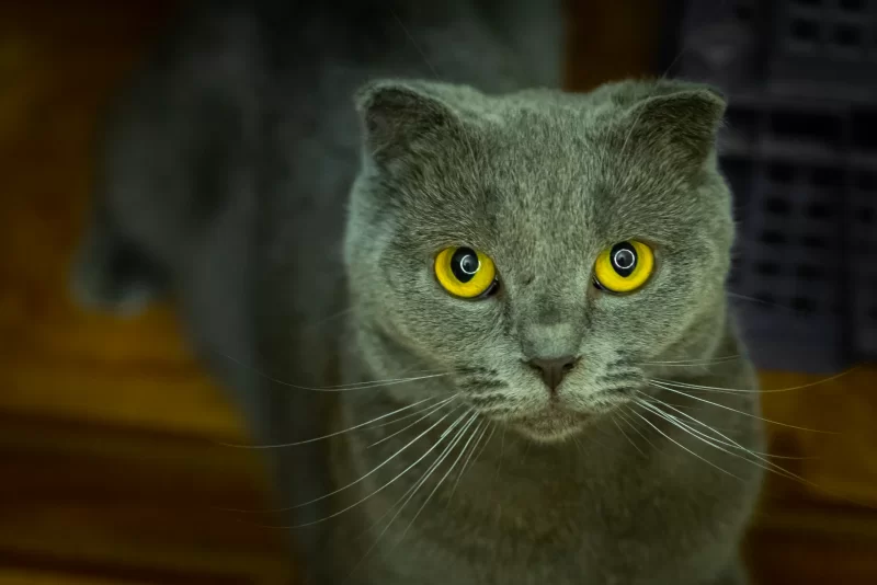 Портрет британского короткошерстного кота с ярко-желтыми глазами