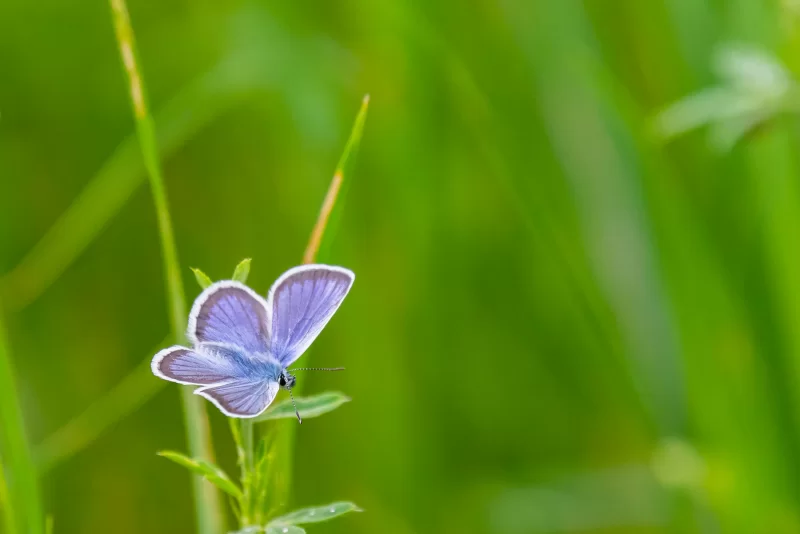 Нежная голубая бабочка на фоне зеленой травы