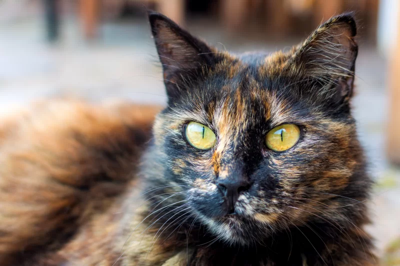 Portrait of a tortoiseshell cat with bright yellow eyes