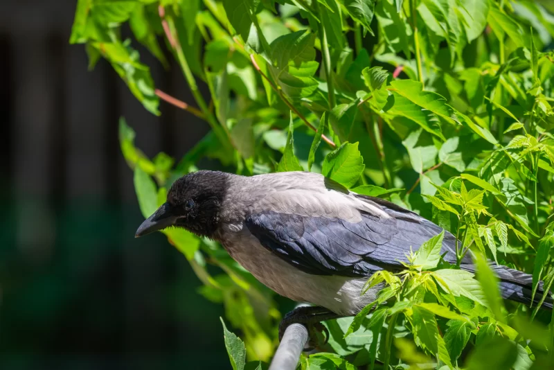 Серая ворона среди яркой зелени в солнечный день