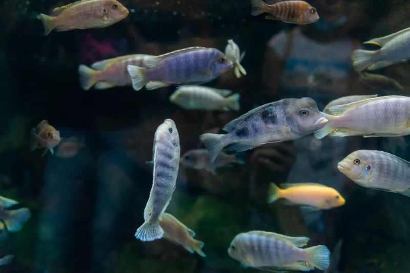 Разнообразие рыб Цихлид в аквариуме: яркие цвета и подводный мир