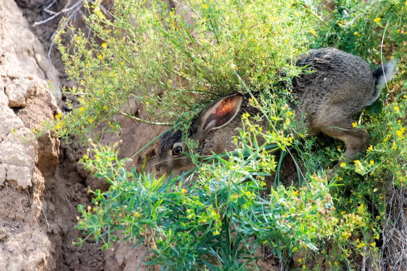 Заяц в зеленом кустарнике