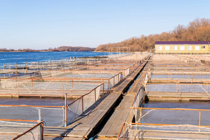 Промышленный рыбоводческий комплекс для выращивания осетровых видов