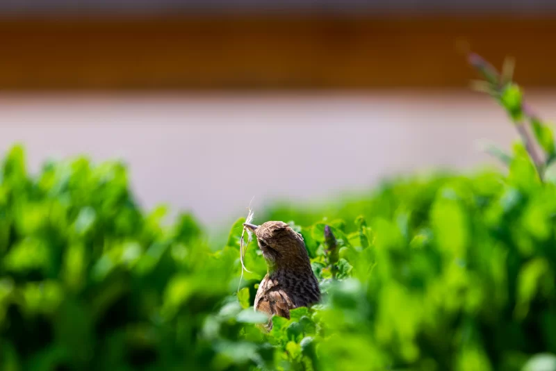 Bird with Twig in Beak