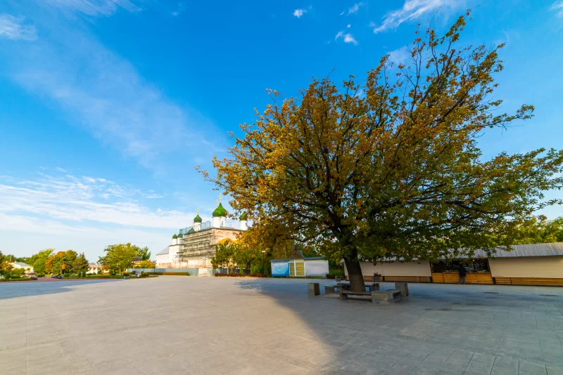 Одинокое зеленое дерево на территории монастыря