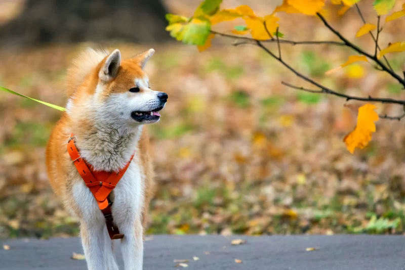 Красивая акита-ину на прогулке осенью в парке