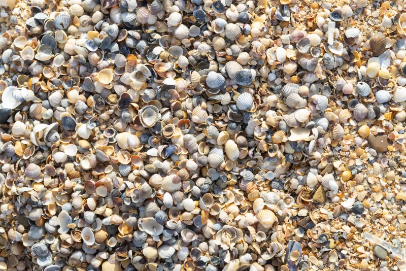 Близкий план разнообразных морских ракушек на пляже