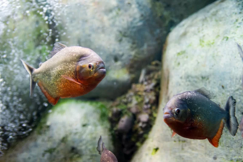 Две пираньи в аквариуме: хищники в подводном мире
