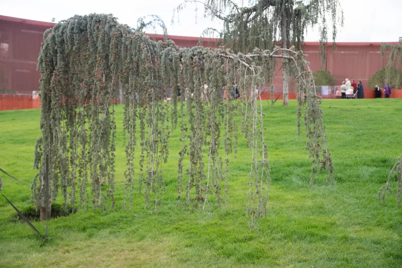 Плачущая сибирская сосна в парке Галитского, Краснодар