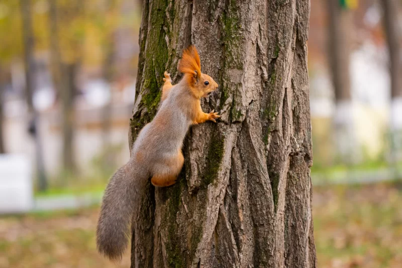 Squirrel Climbing a Tree in Autumn
