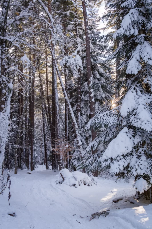 Зимний лес, заснеженная тропа: солнечный свет сквозь деревья