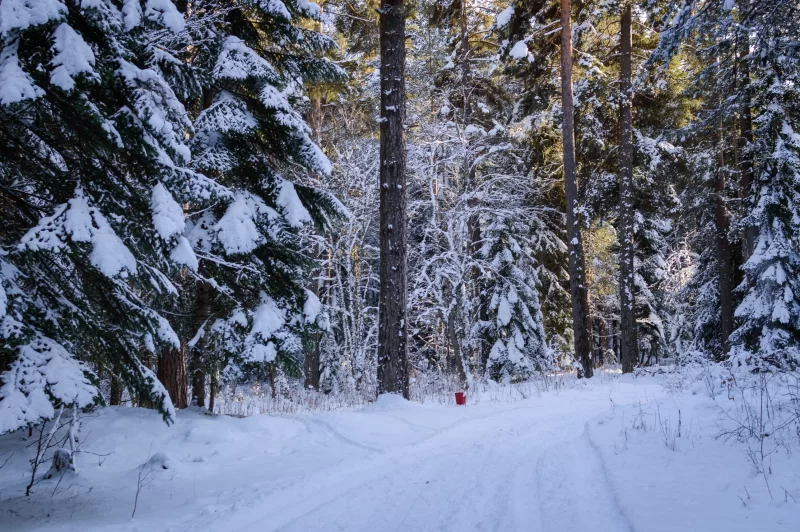 Зимний лес, заснеженная тропа