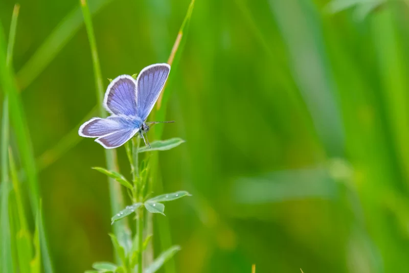 Лазурная бабочка на зеленой траве