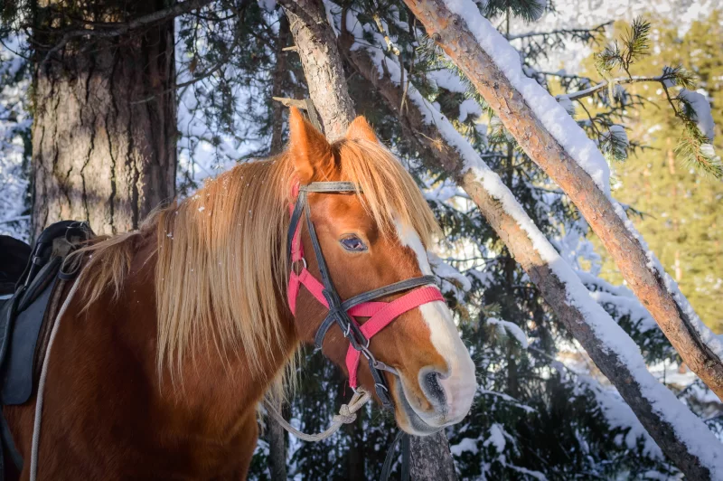 Рыжий конь в зимнем лесу: портрет в снежных тонах