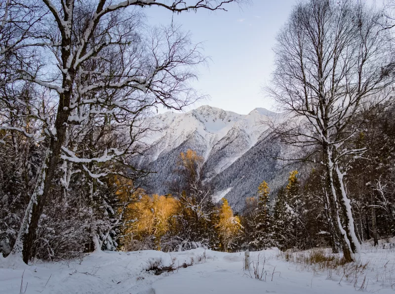 Зимний лес и заснеженные горы под мягким солнечным светом