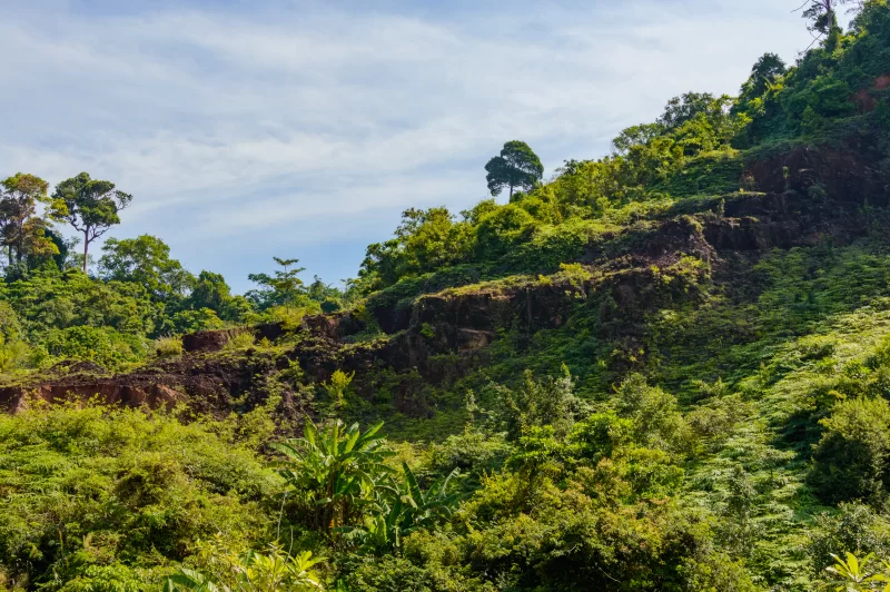 Зеленый холм с густой растительностью и скалистыми уступами под ясным небом