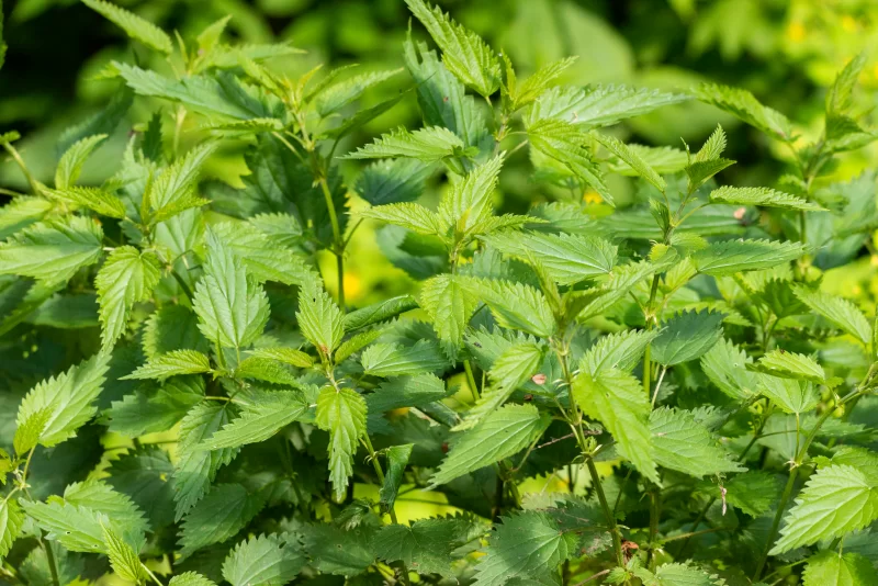 Крупный план растений крапивы двудомной