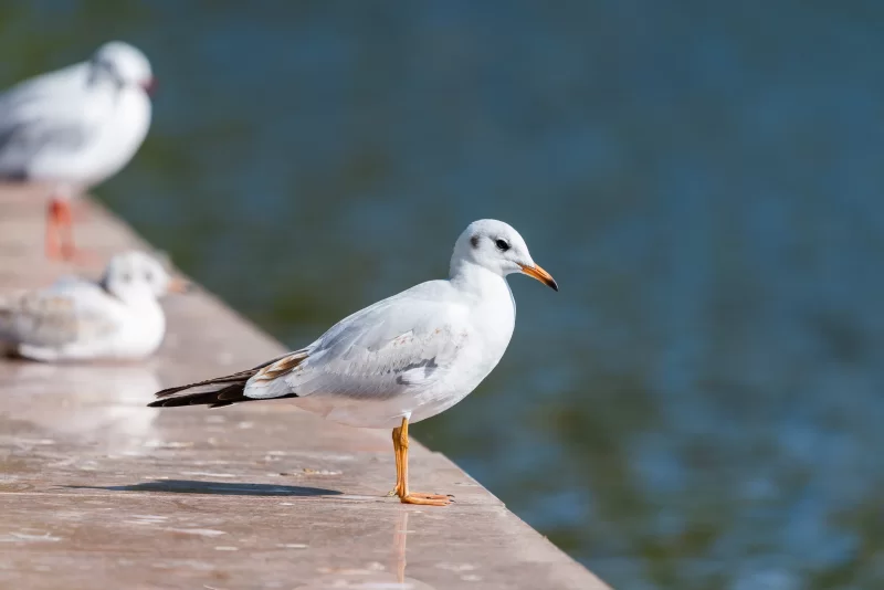 Белая чайка на берегу водоема в солнечный день