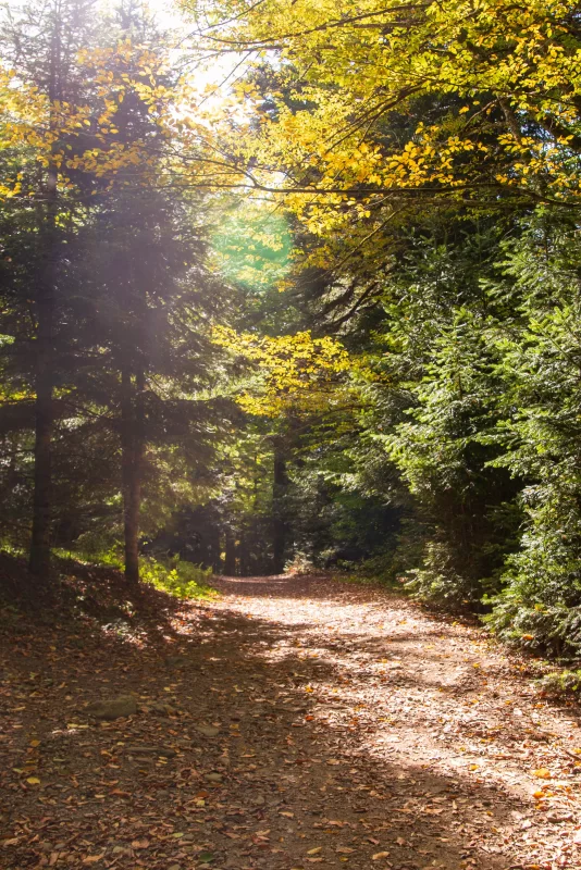 Золотая тропа в осеннем лесу: солнечные лучи