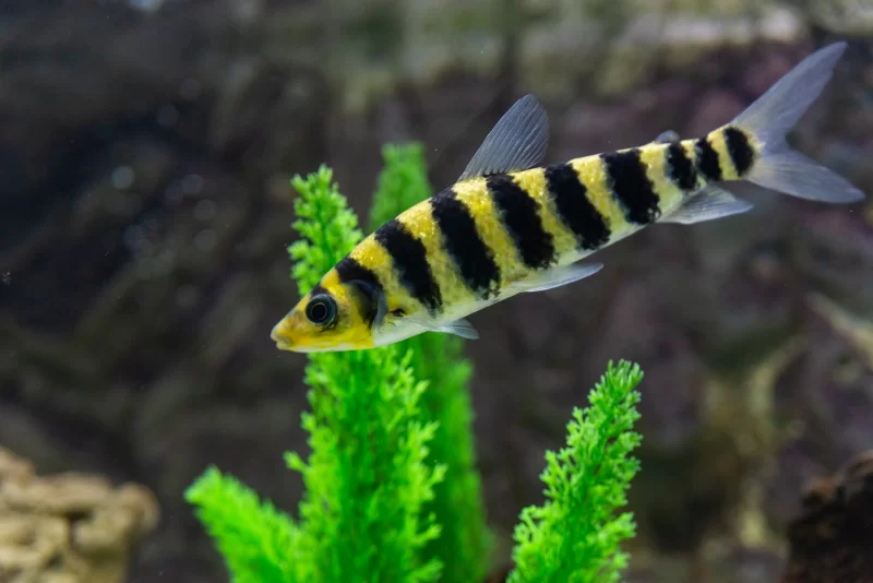 Яркая полосатая рыбка в аквариуме