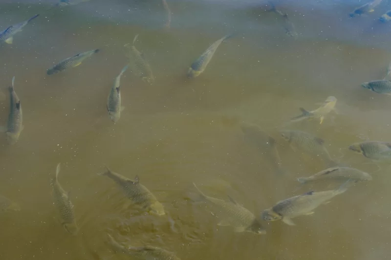 Стая рыб в мутной воде, естественная среда обитания