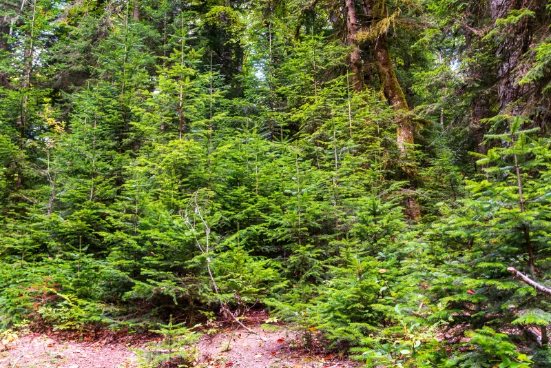 Густой вечнозелёный лес в Адыгее