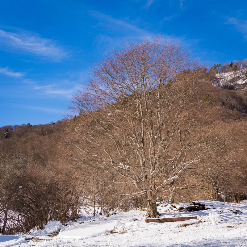 Заснеженные зимние горы с хвойным лесом