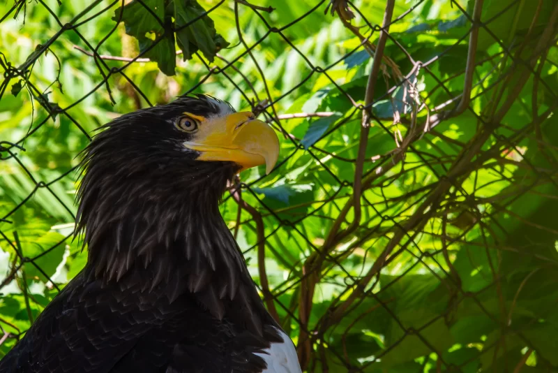 Орлан-белохвост в зелени