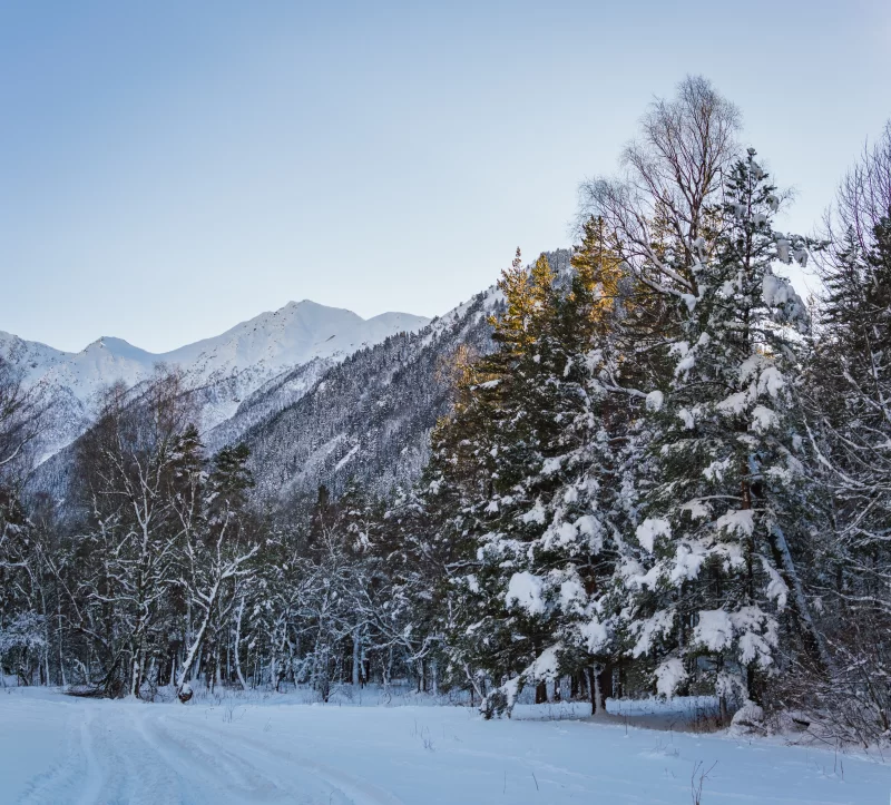 Зимний лес, заснеженные деревья и горная дорога
