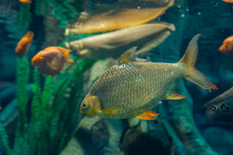 Золотая рыбка и другие обитатели аквариума в движении