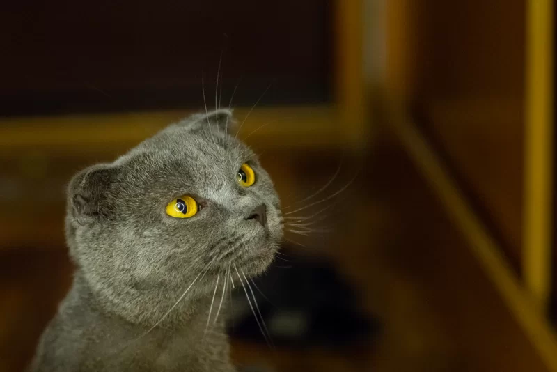 Pensive gaze of a Scottish Fold cat with bright yellow eyes