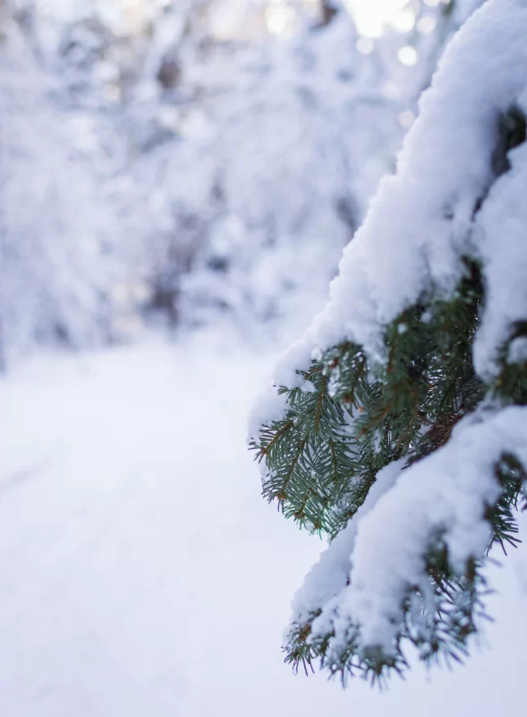 Snow on fir branches in a winter forest