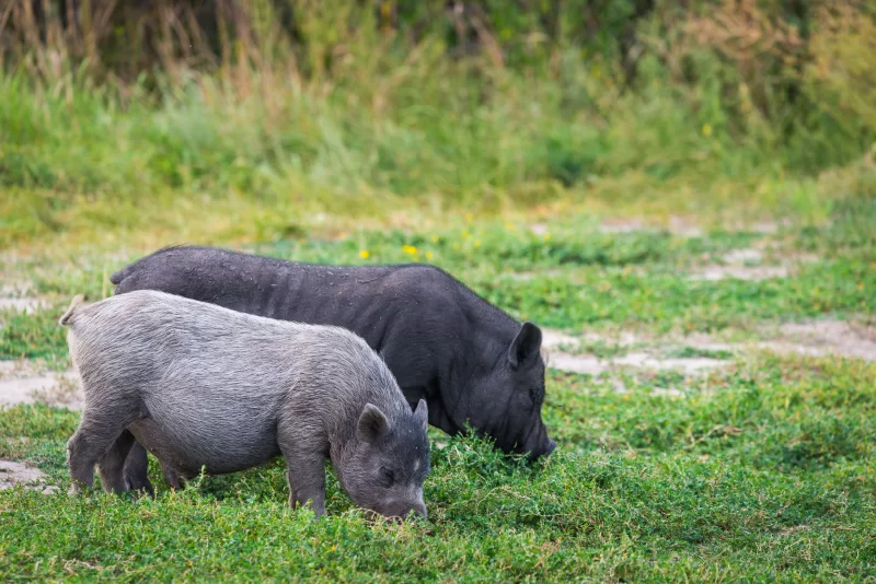 Две свиньи на зеленой лужайке