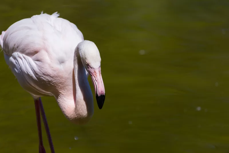 Фламинго в пруду