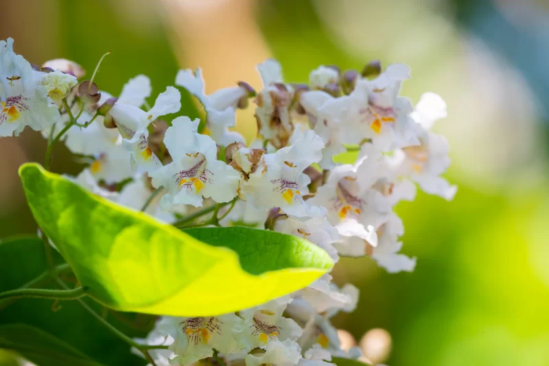 Цветы Катальпы в солнечных лучах