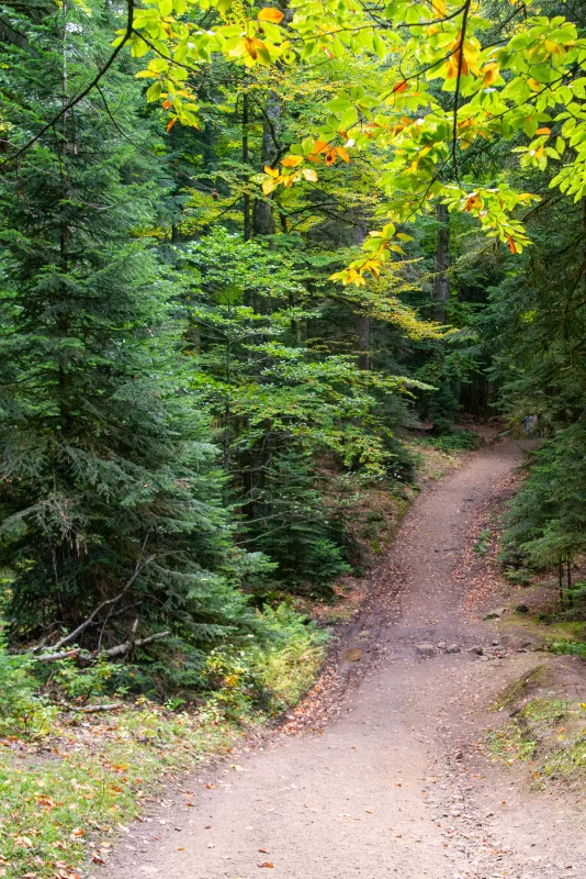 Лесная тропа в дикой природе Адыгеи