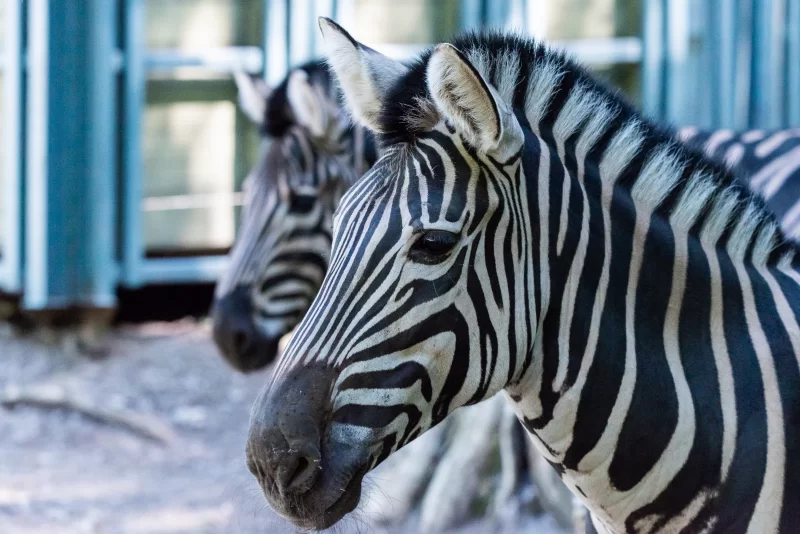 Две зебры вблизи: крупный план полосатых голов и шеи