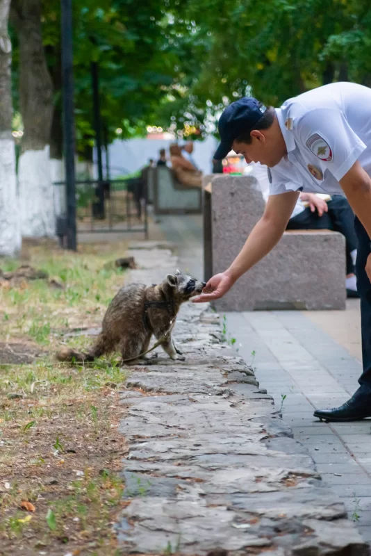 Российские полицейские кормят енота в Парке Горького