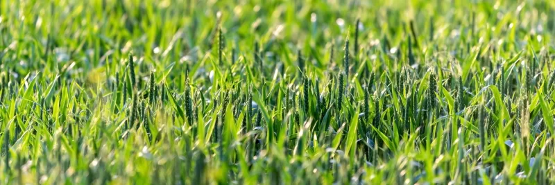 Зеленое поле молодого зерна на рассвете