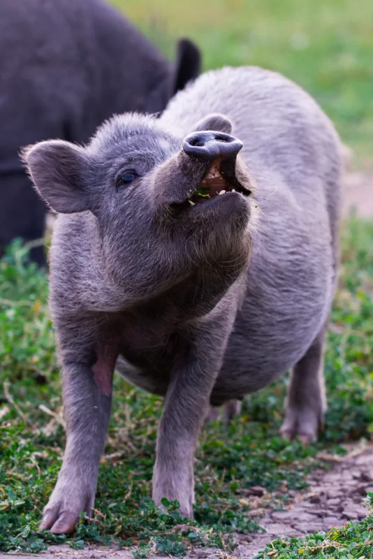 Curious piglet eating grass on a farm