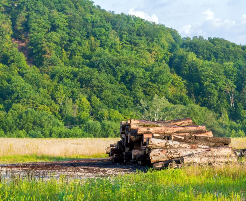 Сосновые брёвна на фоне зелёного холма