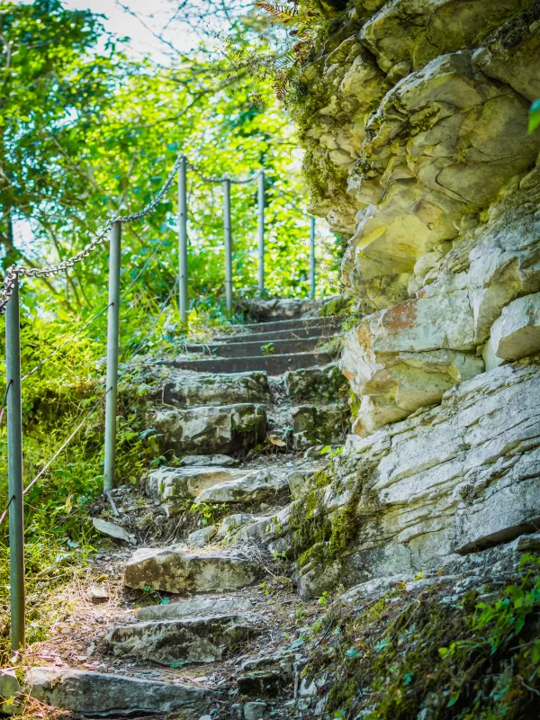 Каменная лестница через густой зелёный лес