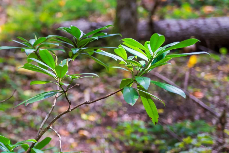 Зелёная листва в лесу