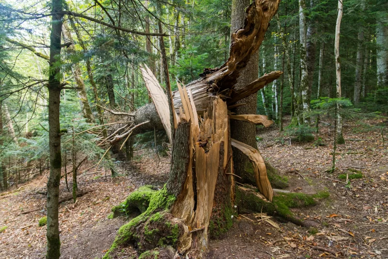 Разбитое дерево в лесу Адыгеи
