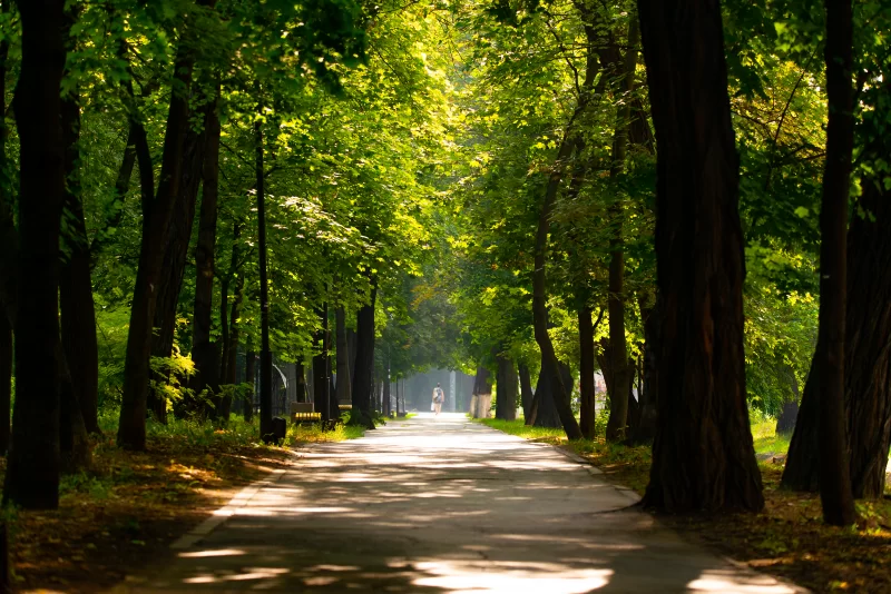 Солнечная аллея в лесу среди зеленых деревьев